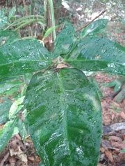 Syngonium auritum