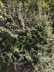 Euphorbia magdalenae