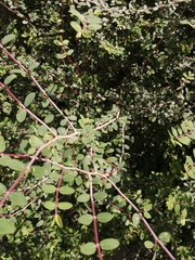 Euphorbia magdalenae