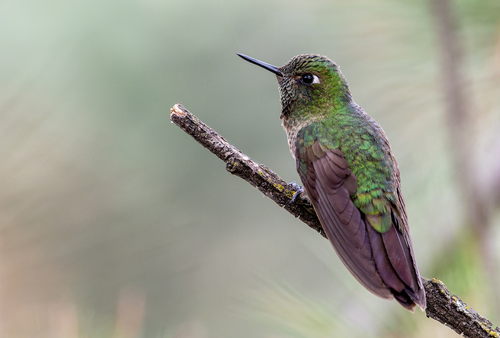 Tyrian Metaltail (septentrionalis)
