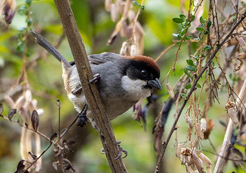 Bay-crowned Brushfinch (Atlapetes seebohmi), photo 8