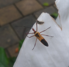 Zelus ruficeps