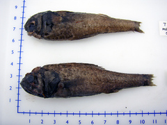Lumphead Bigscale photo 1