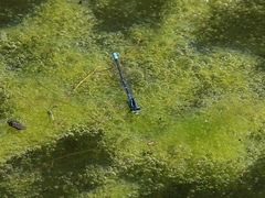 Coenagrion lunulatum