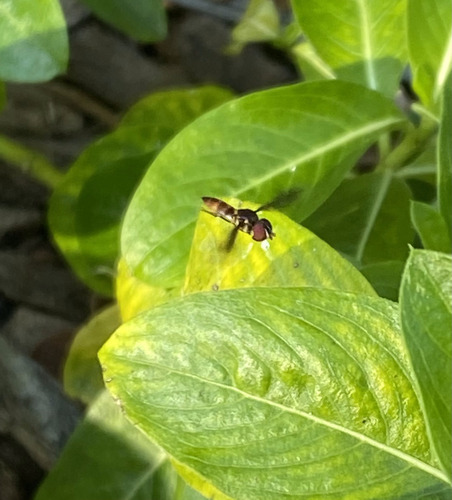 Unknown species found near Marie Selby Botanical Gardens Downtown Sarasota, 1534 Mound St, Sarasota, FL 34236, USA