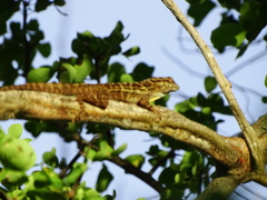 Anolis lineatus