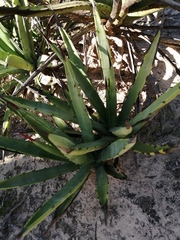 Agave datylio