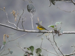 Cnemoscopus rubrirostris