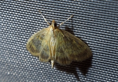 Crocidophora tuberculalis