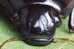 Hydrophilus aterrimus