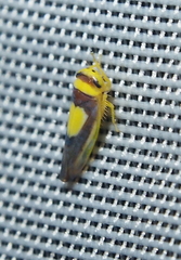 Colladonus clitellarius