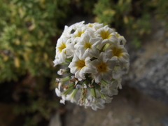 Heliotropium taltalense