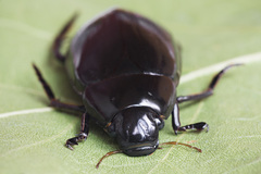 Hydrophilus aterrimus