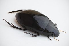 Hydrophilus aterrimus