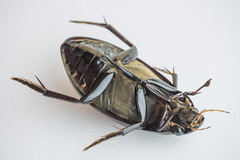 Hydrophilus aterrimus