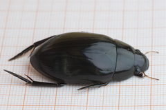 Hydrophilus aterrimus