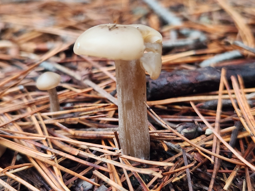 Clitocybe sp. 'CA01' · November 2025 · photo: © lytiic (iNaturalist, cc-by-nc)