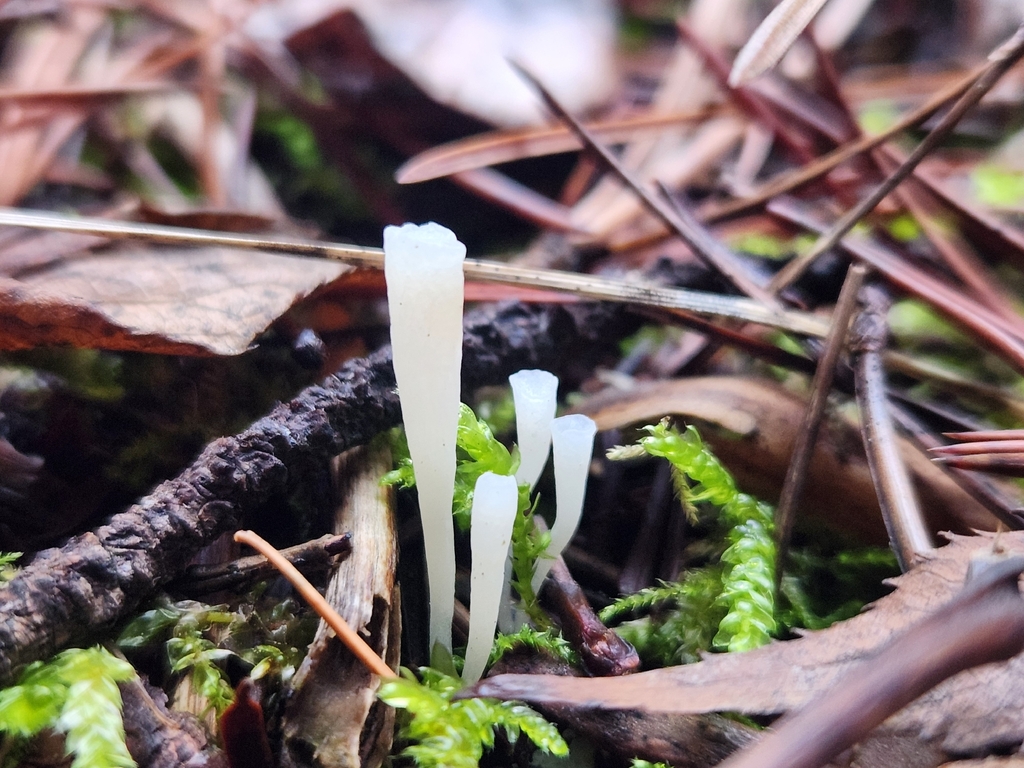 Clavicorona taxophila · November 2025 · photo: © lytiic (iNaturalist, cc-by-nc)