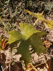 Cnidoscolus maculatus