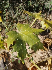 Cnidoscolus maculatus