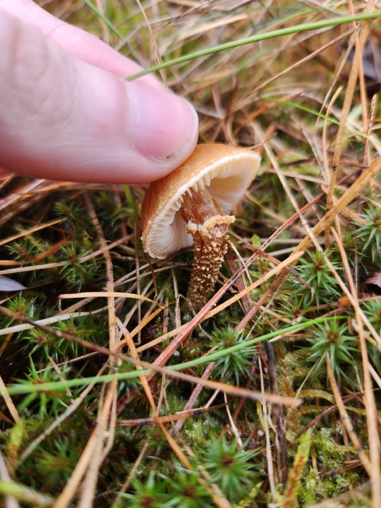 Cystoderma sp. 'amianthinum-PA01' · November 2025 · photo: © lytiic (iNaturalist, cc-by-nc)