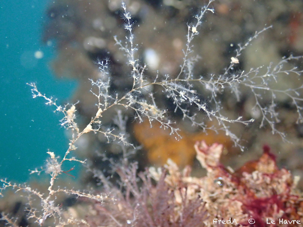 Black Sea Hydrozoan