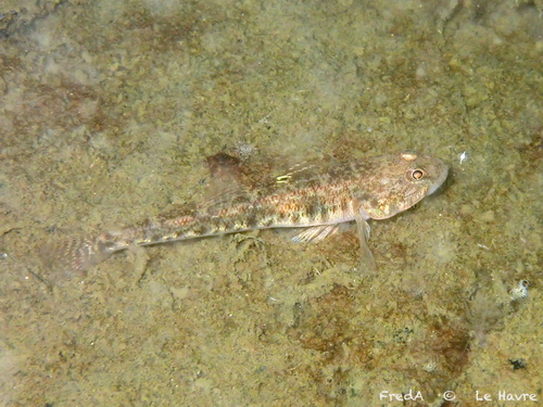Sand goby (Pomatoschistus minutus) — Gobiidae — 2
