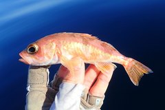 Halfbanded Rockfish photo 2