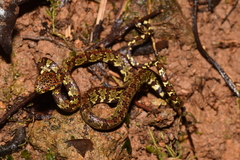Sibon dimidiatus