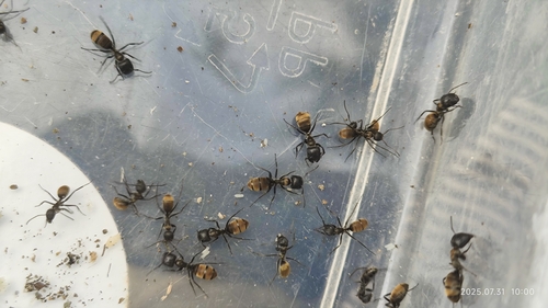 Camponotus paraleonardiCamponotus paraleonardi
