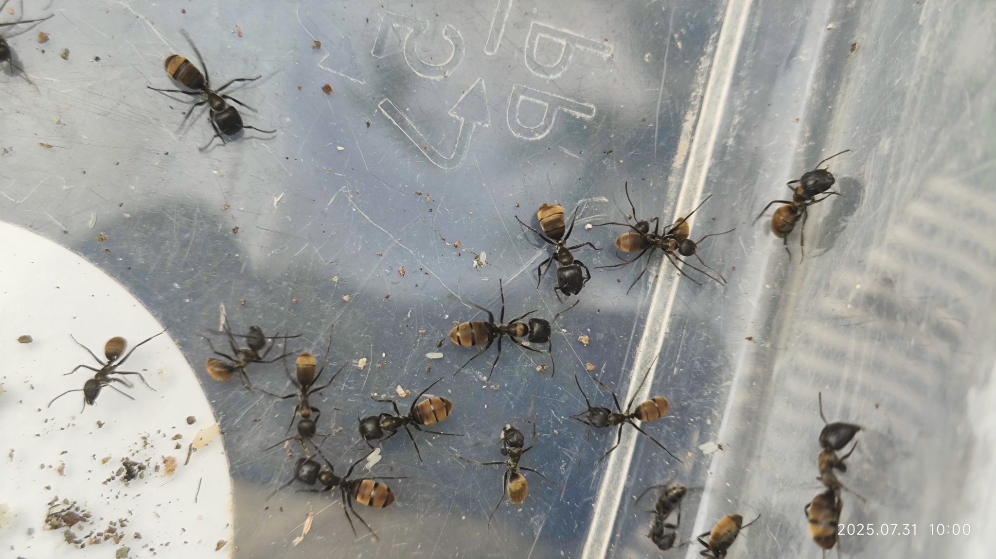 Camponotus paraleonardi