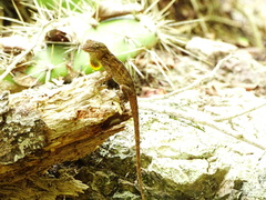Anolis lineatus