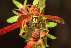 Mischocyttarus mexicanus cubicola