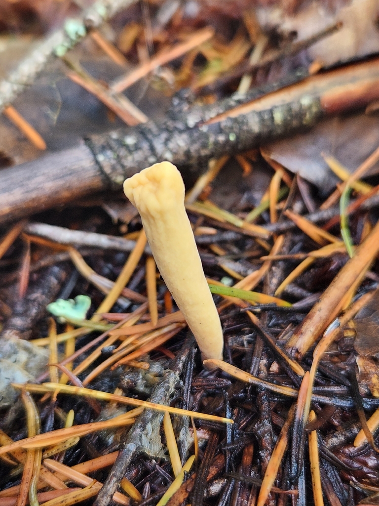 Clavariadelphus ligula · November 2025 · photo: © lytiic (iNaturalist, cc-by-nc)