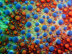 Asterodiscides truncatus