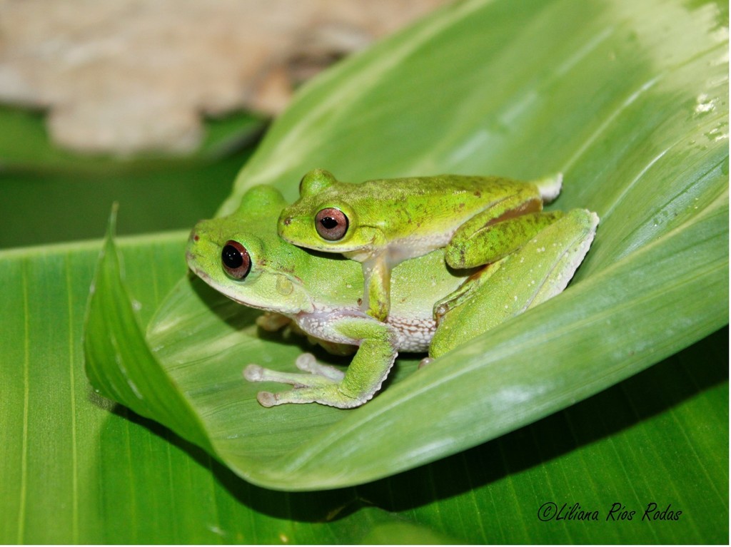 Zoque Treefrog