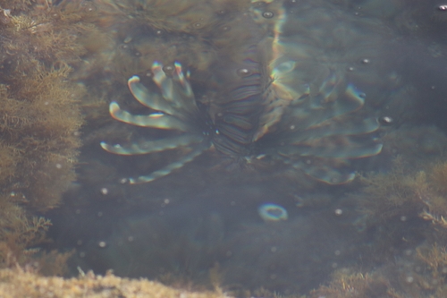 Pterois miles