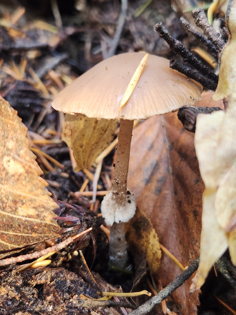Psathyrella ellenae yubaensis · November 2025 · photo: © lytiic (iNaturalist, cc-by-nc)