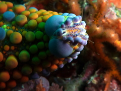 Asterodiscides truncatus