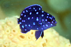 Yellowtail Damselfish photo 4