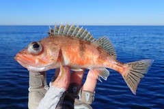 Halfbanded Rockfish photo 1
