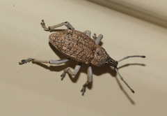 Leptopius robustus