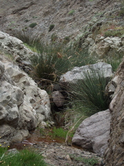 Juncus procerus
