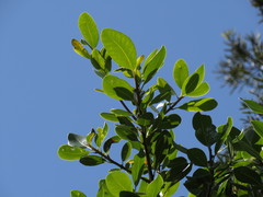 Eriophyes inermae