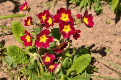 Primula × pruhonicensis