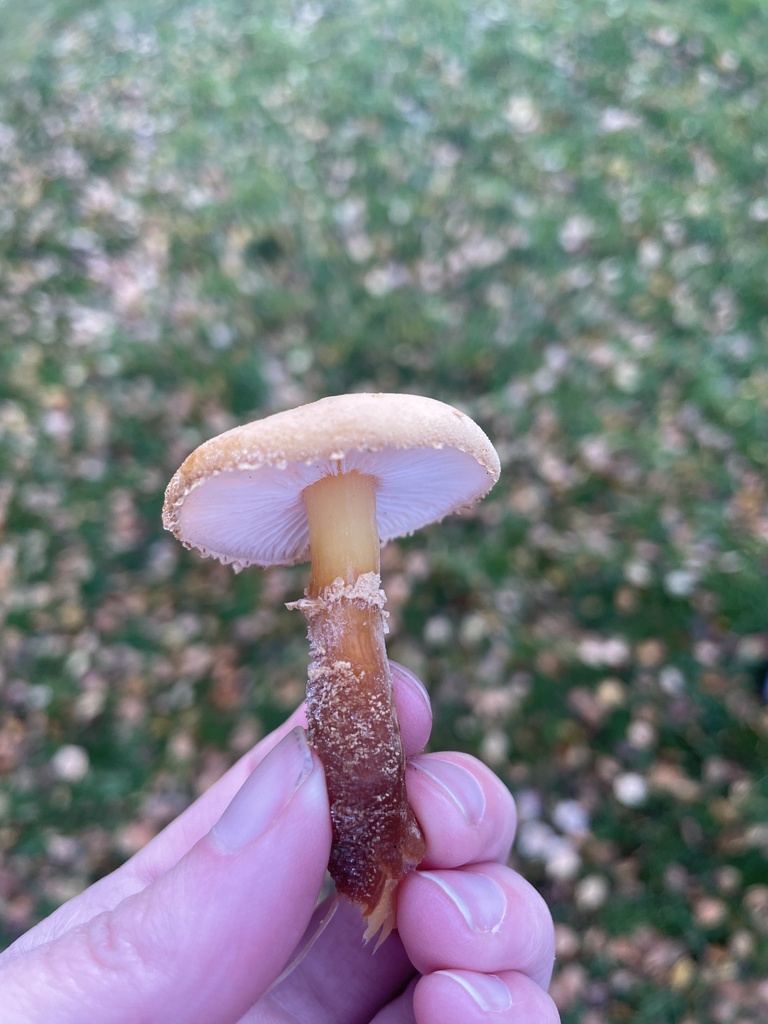 Cystoderma amianthinum · November 2025 · photo: © asdombro98 (iNaturalist, cc-by)
