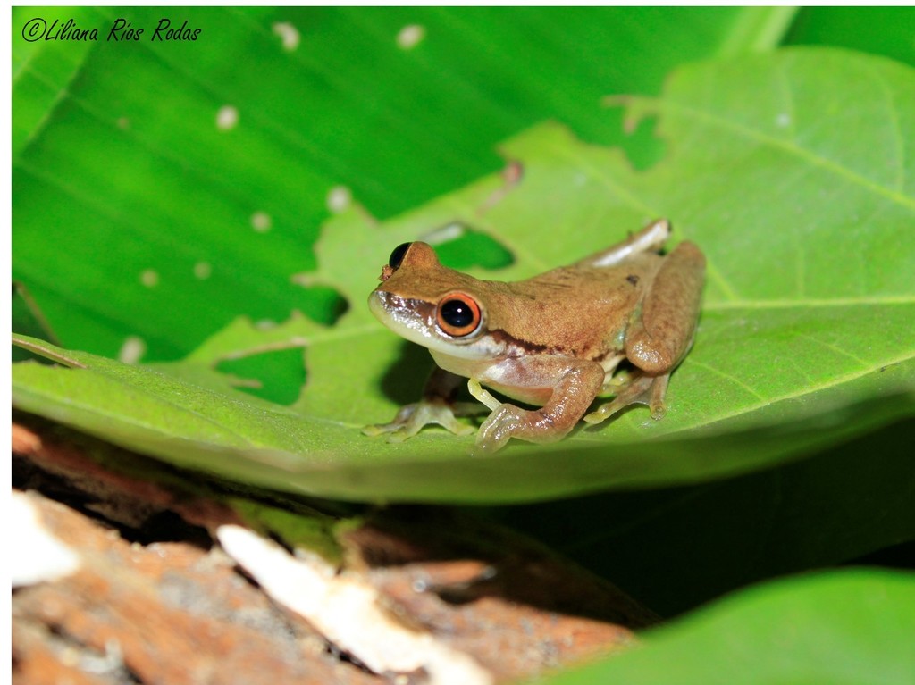 Chiapan Highlands Treefrog