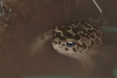 Sclerophrys mauritanica