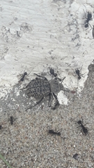 Scotobius pilularius