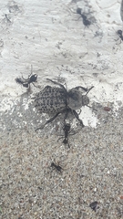 Scotobius pilularius